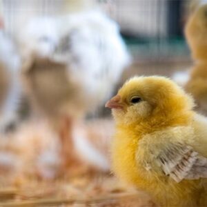 BIENESTAR ANIMAL, BIOSEGURIDAD E HIGIENE EN EXPLOTACIONES AVÍCOLAS