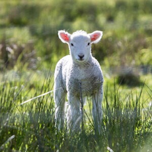 BIENESTAR ANIMAL EN PEQUEÑOS RUMIANTES